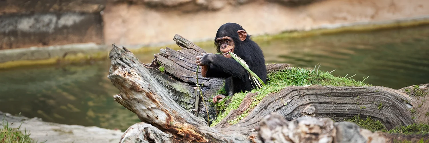 cute-small-chimpanzee-resting-log-biting-plant-zoo-valencia-spain 1.webp